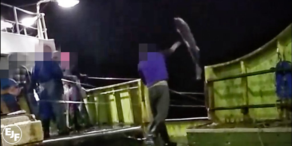 ejfoundation's tweet photo. Of over 100 crew on Chinese distant water vessels we surveyed, 95% reported witnessing illegal fishing.

Shark finning, as shown in this image, was said to be commonplace, as well as seal clubbing and killing dolphins for shark bait. (3/6) https://t.co/SZoi5StI9S