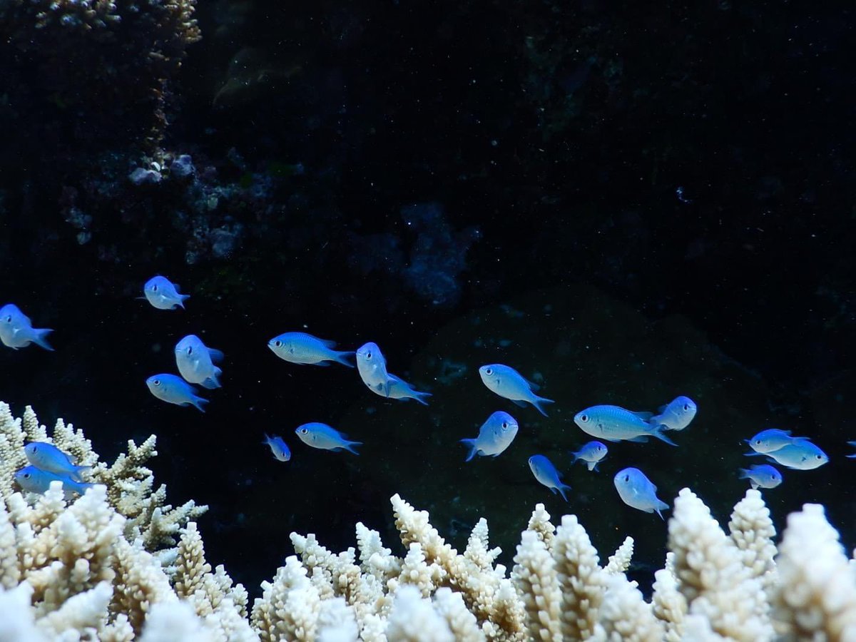 MScMarineBio's tweet photo. Calling all marine biologists! Put the 28th of June in your calendars, Essex’s own Tropical Marine Biology Masters students are hosting a scientific conference. Topics ranging from genetic barcoding, community composition analysis, micro-plastics and so much more!🐬🐠 https://t.co/Hqg0bkz0mO