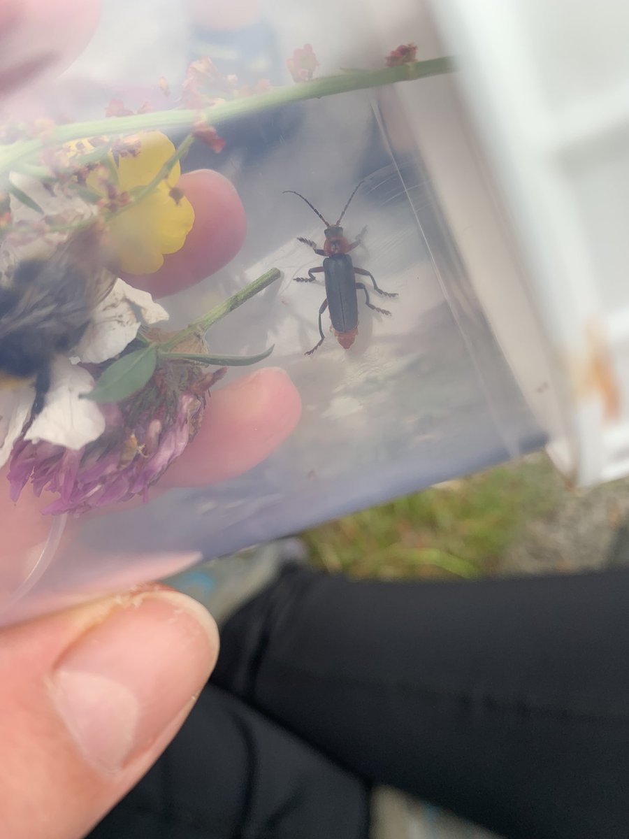 IEF_Env_Change's tweet photo. A fantastic day at the IEF centenary #bioblitz with over 100 species of plants, insects, birds and mammals recorded. Thanks to @Nature_Spot @RichardComont @Tom_Matheson_ https://t.co/57ZCo6N43l
