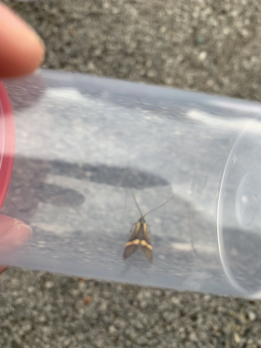 IEF_Env_Change's tweet photo. A fantastic day at the IEF centenary #bioblitz with over 100 species of plants, insects, birds and mammals recorded. Thanks to @Nature_Spot @RichardComont @Tom_Matheson_ https://t.co/57ZCo6N43l