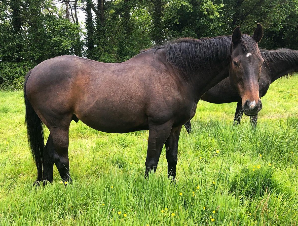 Some of Fast Eddie’s golden oldies looking a million dollars at Horse Park Stud @JohnCullinan18 today. Sole Power spends retirement with 103-rated Empirical Power (now 21 & bought for 4K), Irish Cambridgeshire 3rd Henry Afrika (24) & premier handicap winner King Of Tory (20)