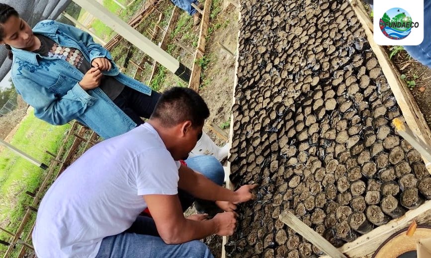 fundaecoguate's tweet photo. 🌳🌱🤲 Para recuperar #EspeciesdeÁrbolesAmenazados realizamos la siembra de semillas de #caoba y #rosul en Vivero Forestal Municipal Santa Bárbara con el apoyo de la #MunicipalidaddeMorales, #guardarecursos, @CONAPgt y estudiantes de @U_Landivar. #arbolesamenazadosIZ #Franklinia https://t.co/NfaeKVZLmQ