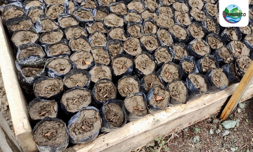 fundaecoguate's tweet photo. 🌳🌱🤲 Para recuperar #EspeciesdeÁrbolesAmenazados realizamos la siembra de semillas de #caoba y #rosul en Vivero Forestal Municipal Santa Bárbara con el apoyo de la #MunicipalidaddeMorales, #guardarecursos, @CONAPgt y estudiantes de @U_Landivar. #arbolesamenazadosIZ #Franklinia https://t.co/NfaeKVZLmQ
