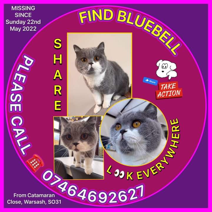 JohnDaffern2's tweet photo. Please Share and help find Bluebell 💙
Missing since 22/05/22, in Warsash. 
Neutered and Microchipped.

Bluebell’s group link 👇
https://t.co/aH1BuEmZch

Doglost link👇
https://t.co/P15HZgKWst https://t.co/QSJL2gPktf