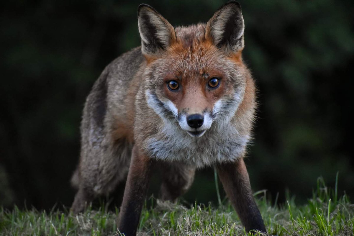 Creensnaps's tweet photo. Our local vixen, snaffling up scraps for dinner. #fox #vixen #Springwatch #springwatch2022 #bbcspringwatch #bbcspringwatch2022 #corinneread #northeastengland https://t.co/V7IYpFmIQJ