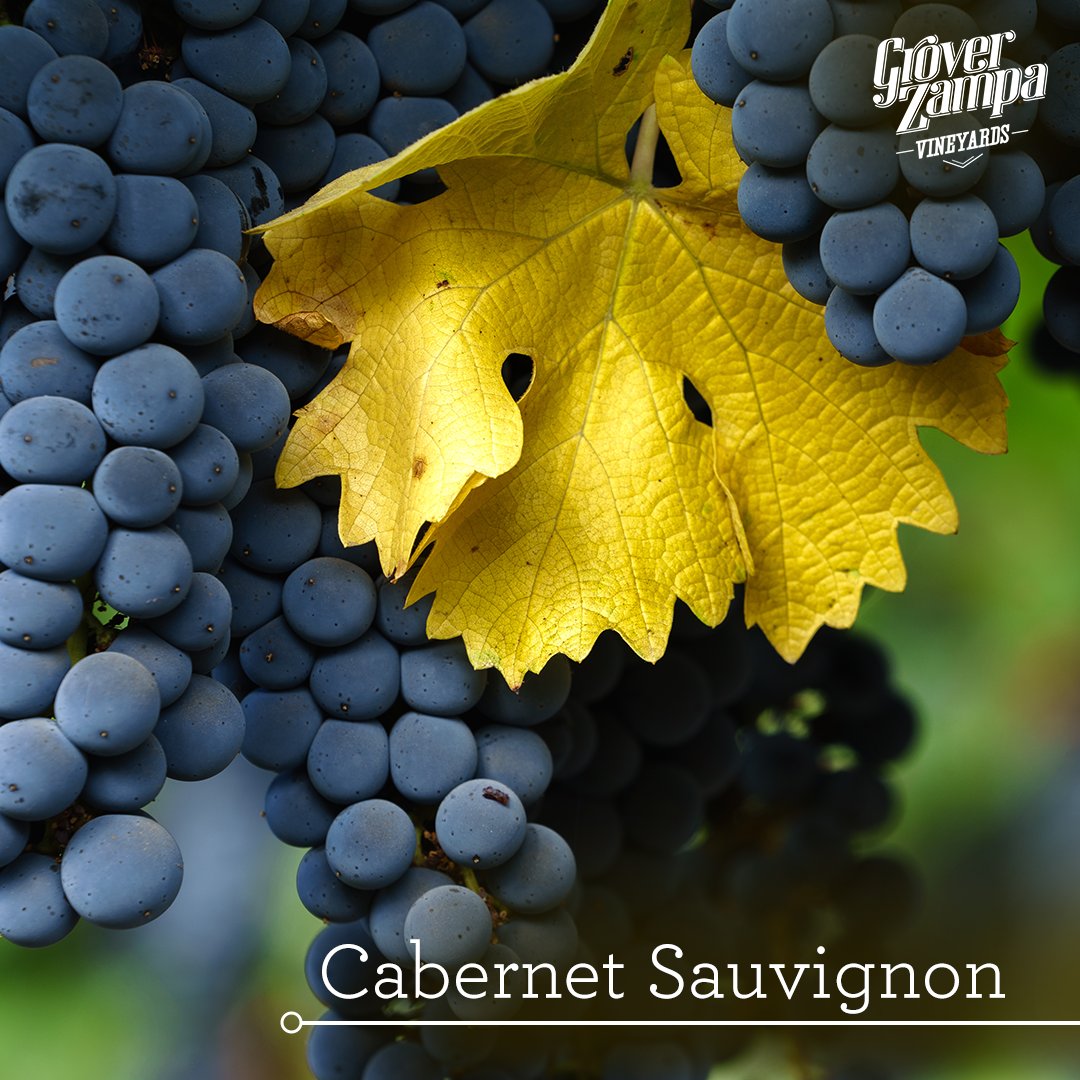 Grover Zampa Wines on Twitter Sauvignon is loved for its rich flavour, high tannin