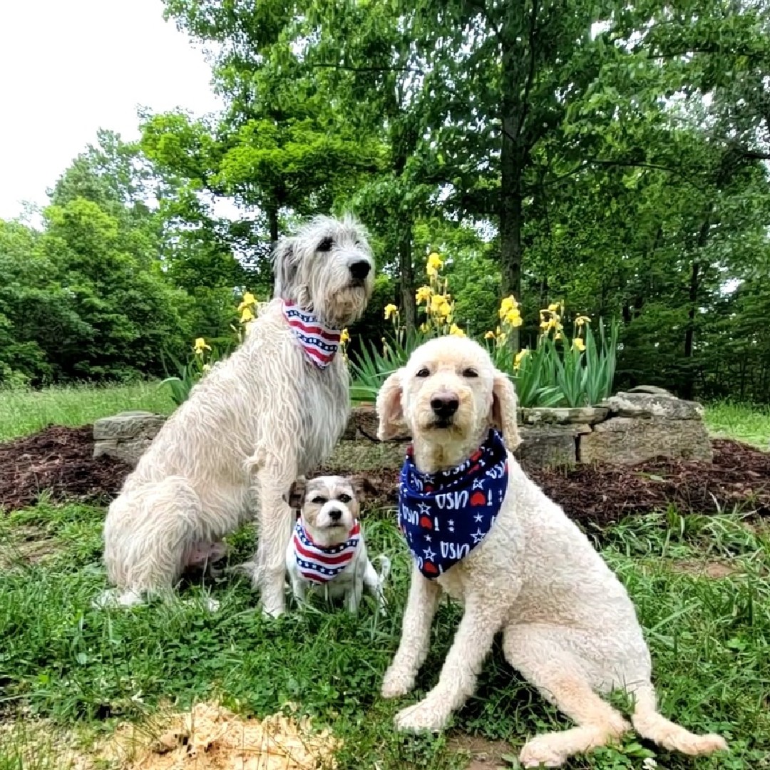 mymhsystem's tweet photo. Remembering our fallen heroes this Memorial Day 🇺🇸 #MemorialPups #Gidgit #Vinny #Tucker https://t.co/FzJLYUilRx