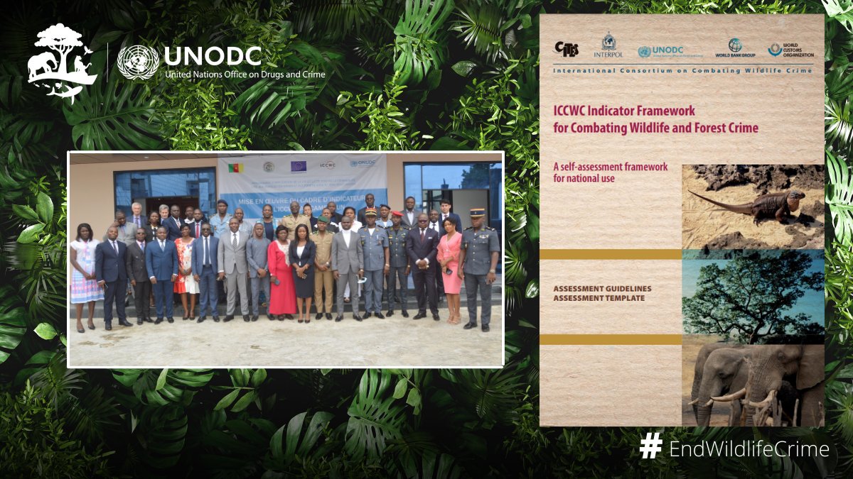 UNODC_ENV's tweet photo. Last week in Douala, @UNODC &amp; @MinfofTv conducted an #ICCWC Indicator Framework analysis to measure &amp; monitor the effectiveness of law enforcement responses to wildlife &amp; forest crime in #Cameroon 🇨🇲
#TogetherAgainstWildlifeCrime thanks to support of #PARCIC &amp; #EU https://t.co/0k12vtvmaR