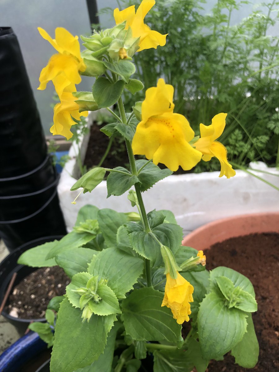 Plantoftheday1's tweet photo. Seep Monkeyflower? Just appeared in the pollytunnel. I thought it was basil when I saw the leaves!! https://t.co/yoJNtpuse8