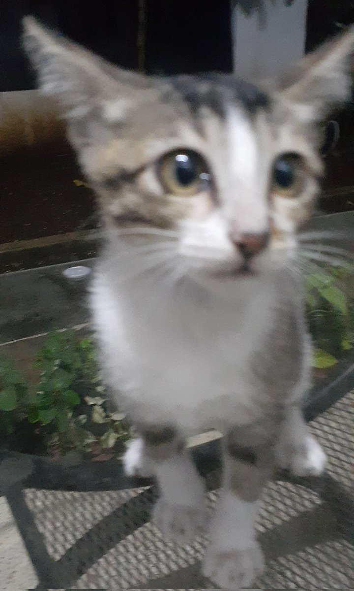 Utamiyaw's tweet photo. @AnimalsCaption Yas huh, but poor connection... https://t.co/7rX7rn3JAJ