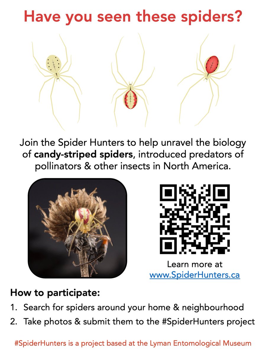 Cataranea's tweet photo. Have you started to see candy-striped #spiders out &amp; about? Please help us to learn more about these introduced predators in North America by joining the #SpiderHunters project! 

https://t.co/X7tGUmve3N https://t.co/ZS0mTE4q3Q
