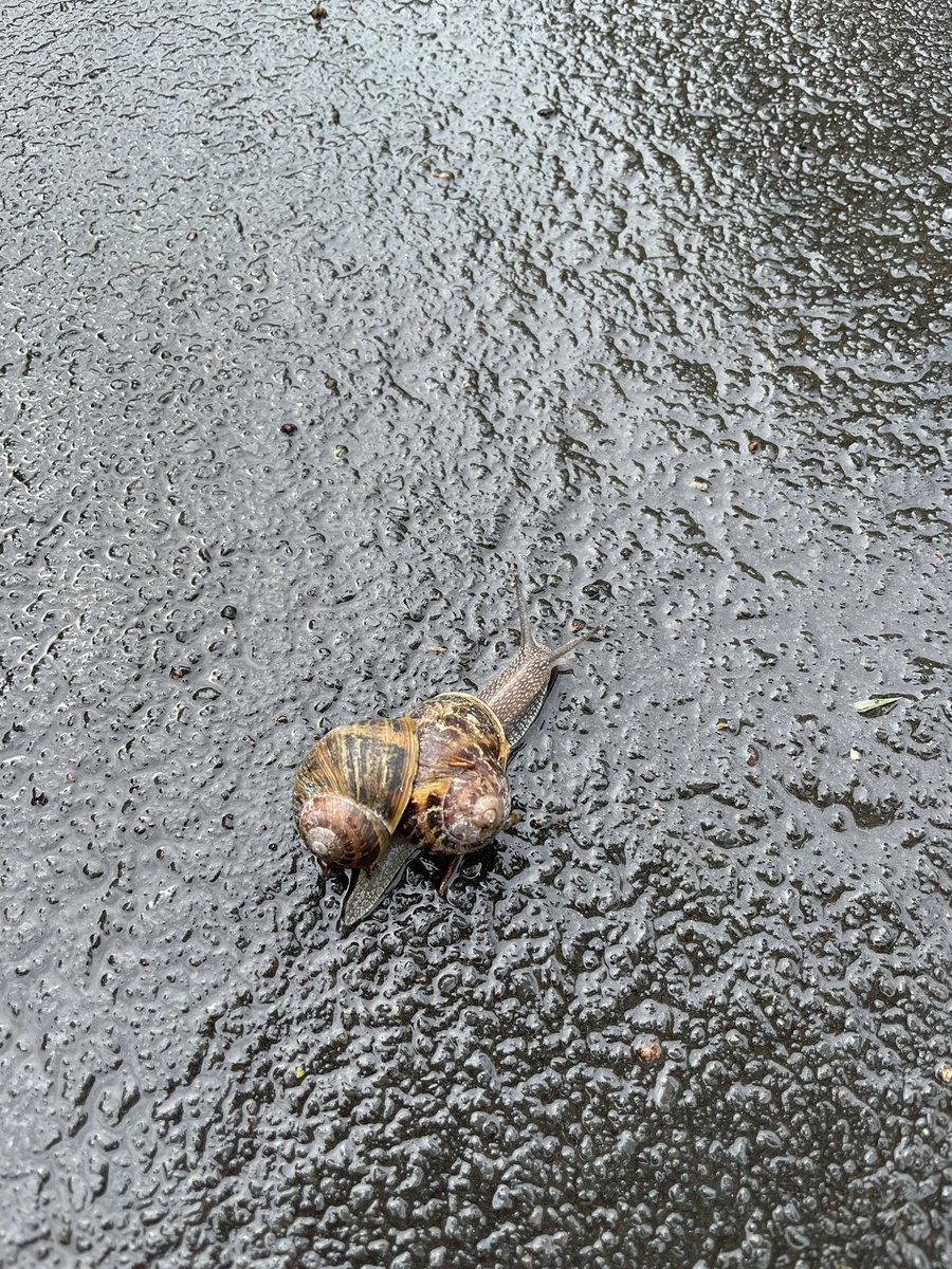 TBearshaw's tweet photo. Found a snail showing off their extension https://t.co/xtAvx2iBRV