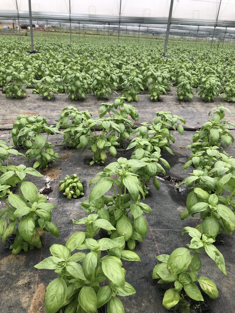 Tim Wright tweet media