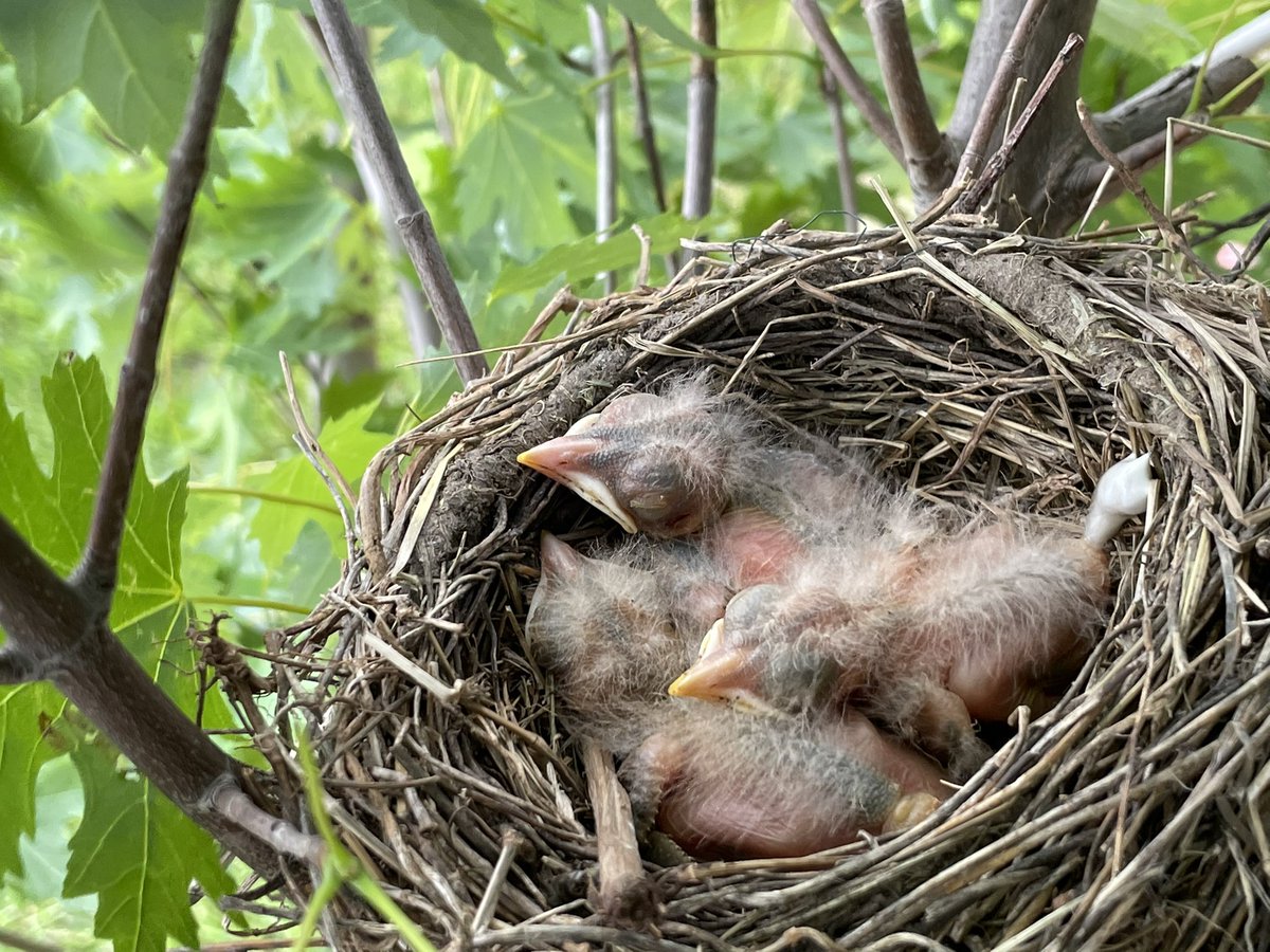 MerryMurray's tweet photo. Momma Robin built a strong nest to withstand those 50-60mph Kansas winds!  #babybirdwatch https://t.co/dHzSypJ6Go