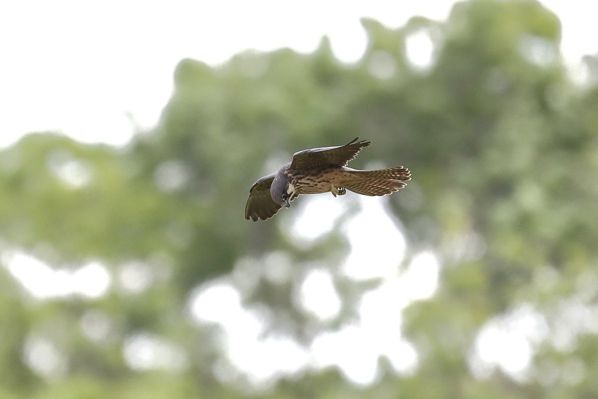 devilbirder's tweet image. Couldn't say no to popping in for a look at the Eleonora's Falcon the other day...