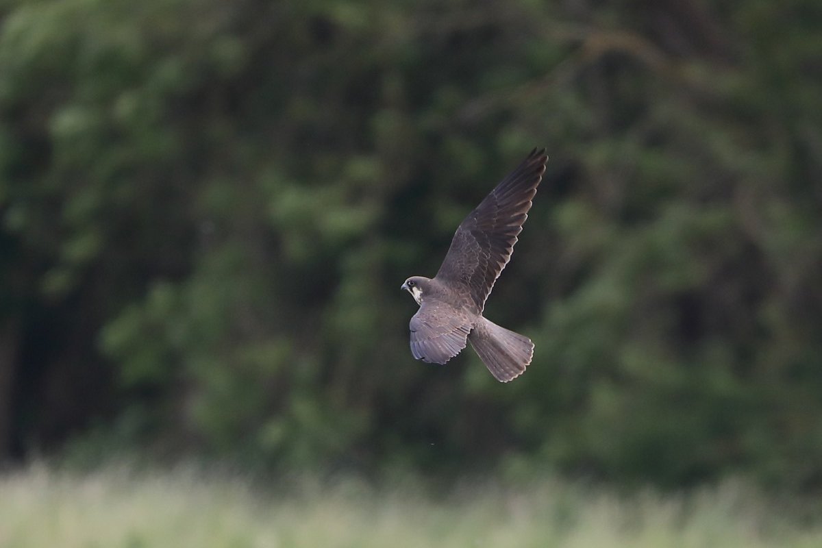 devilbirder's tweet image. Couldn't say no to popping in for a look at the Eleonora's Falcon the other day...