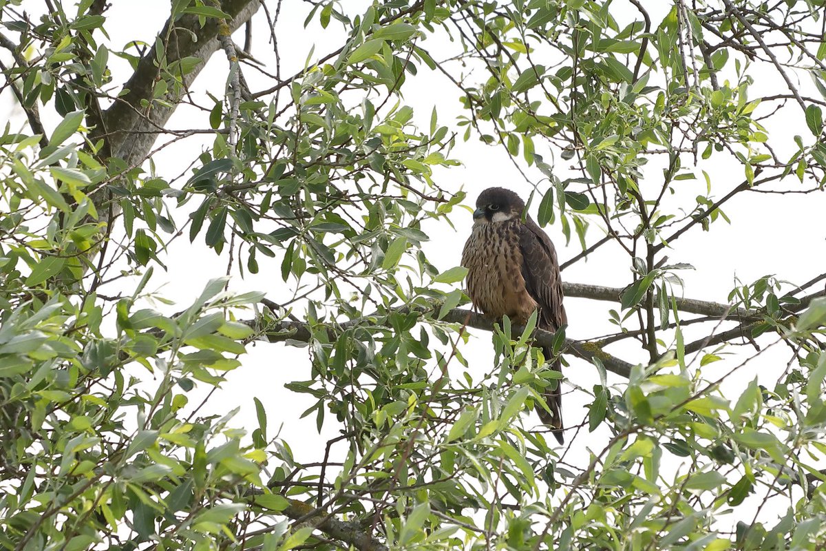 devilbirder's tweet image. Couldn't say no to popping in for a look at the Eleonora's Falcon the other day...