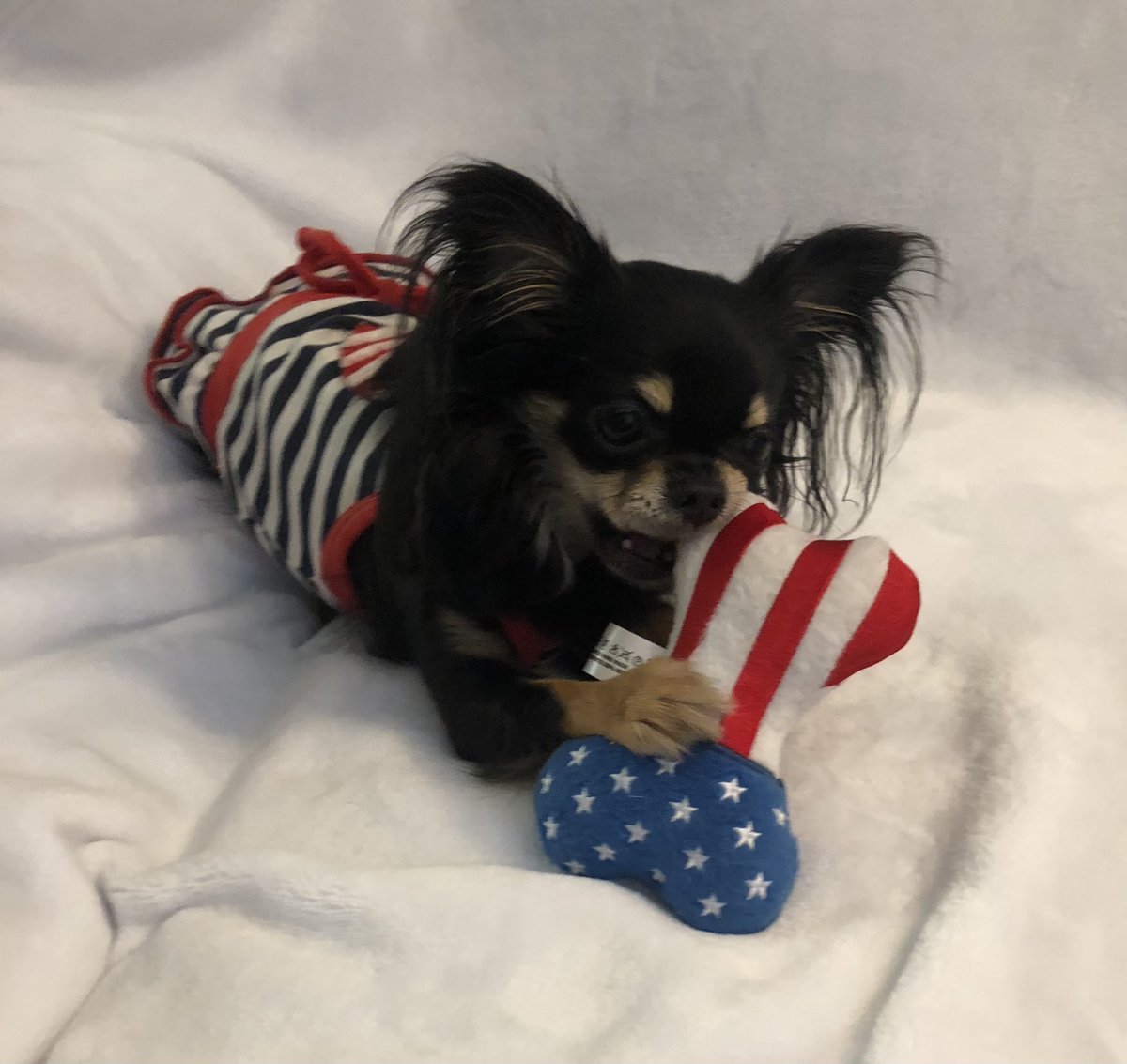 RuffRuffCouture's tweet photo. Phoenix with her Mr America Bone Toy and Love, American Style Dress

#dogdress #dogmemorialday #ruffruffcouture https://t.co/ALYeOb59oA