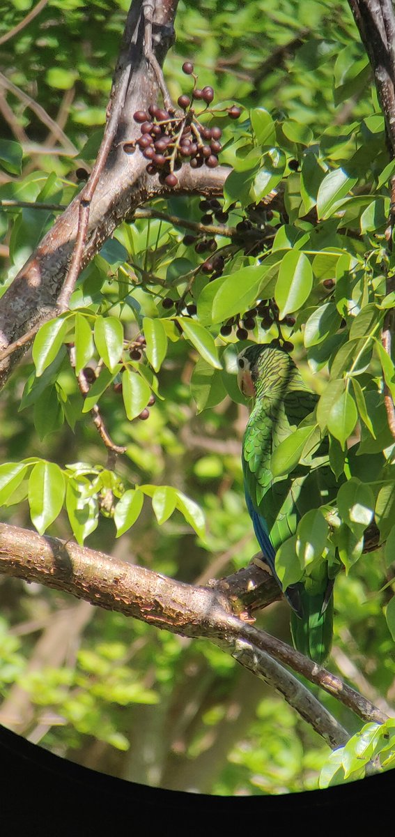 nesophlox's tweet photo. So my Birding Origin Story for today's #BlackBirdersWeek2022 theme #InTheNest. 

When I was about... 7 or 8, my extended family (my immediate + cousins &amp; their parents) went to the island of Abaco for about 2 weeks for vacation. There, I saw for the first time, Bahama Parrots. https://t.co/3gPie1bFLJ