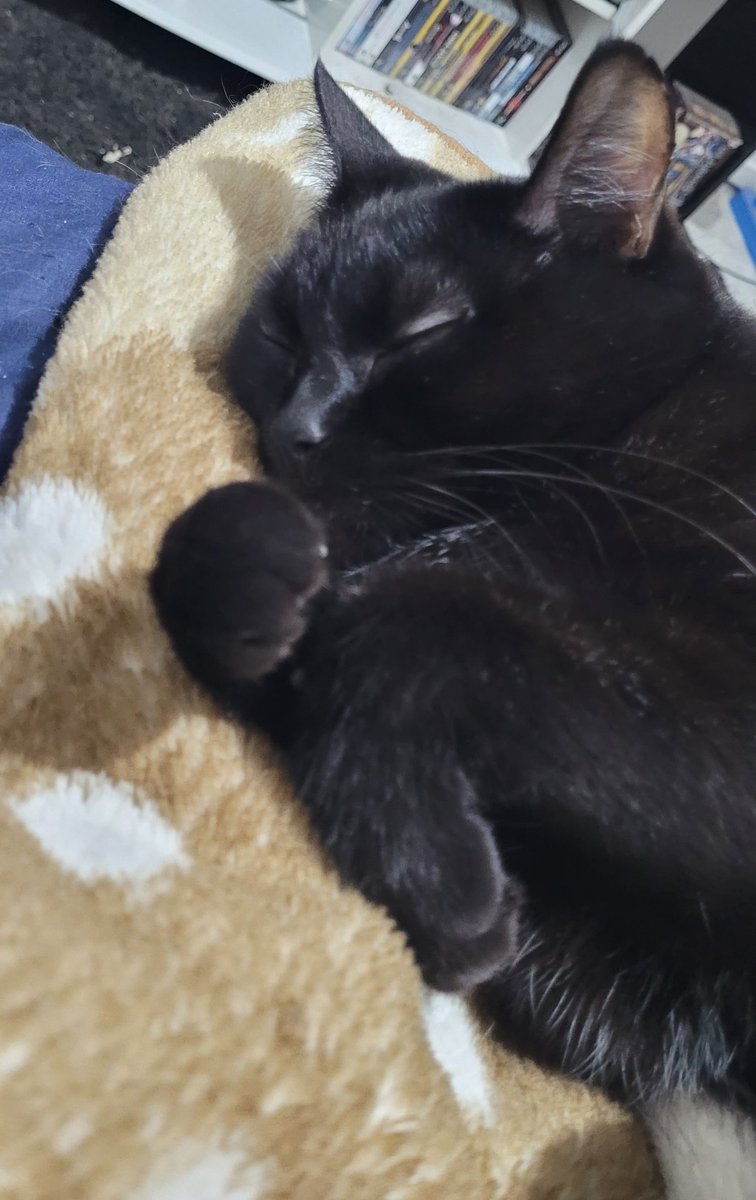 PriAdroxha's tweet photo. @fenahumaniidade Minha princesa Lola dormindo gostoso ... 😸😸😸😻😻😻 https://t.co/9AcJ6UmS3N