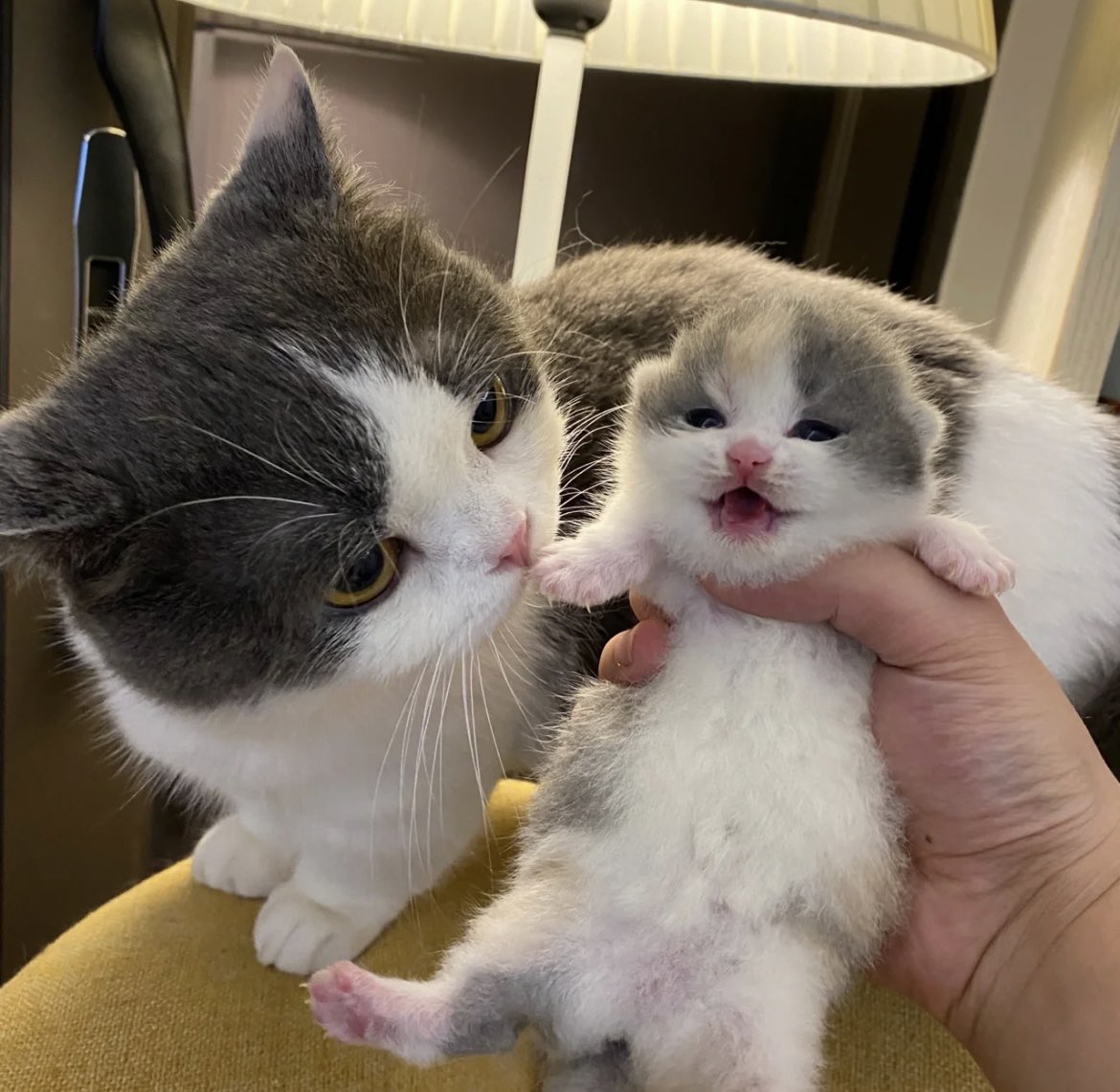 CAT4union's tweet photo. Newborn #cat #cats #CatsOfTwitter #catlover #catslovers #CatsOnTwitter #fluffy #fluffycat #cute #meow #猫 #猫のいるくらし #猫との生活 #猫咪社区 https://t.co/KooezmAB1t
