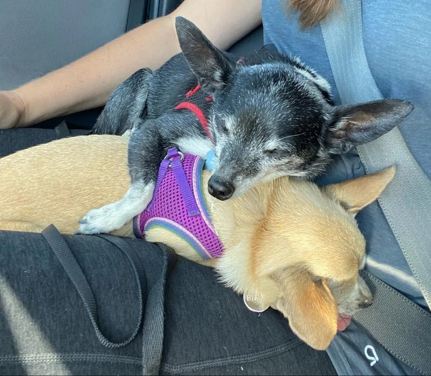 JustinAndComedy's tweet photo. #bestbuds #naps #feelslikesunday #dogs
https://t.co/S2uNdFPdLe https://t.co/73ZywiPeqV