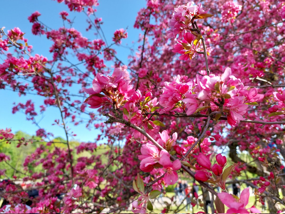 Hell_arred's tweet photo. I'll digress a little from the topic to show the beauty. Sometimes it is useful to accumulate inspiration for new works.

#may #spring #Flowers #Moscow https://t.co/GWY380bcDV