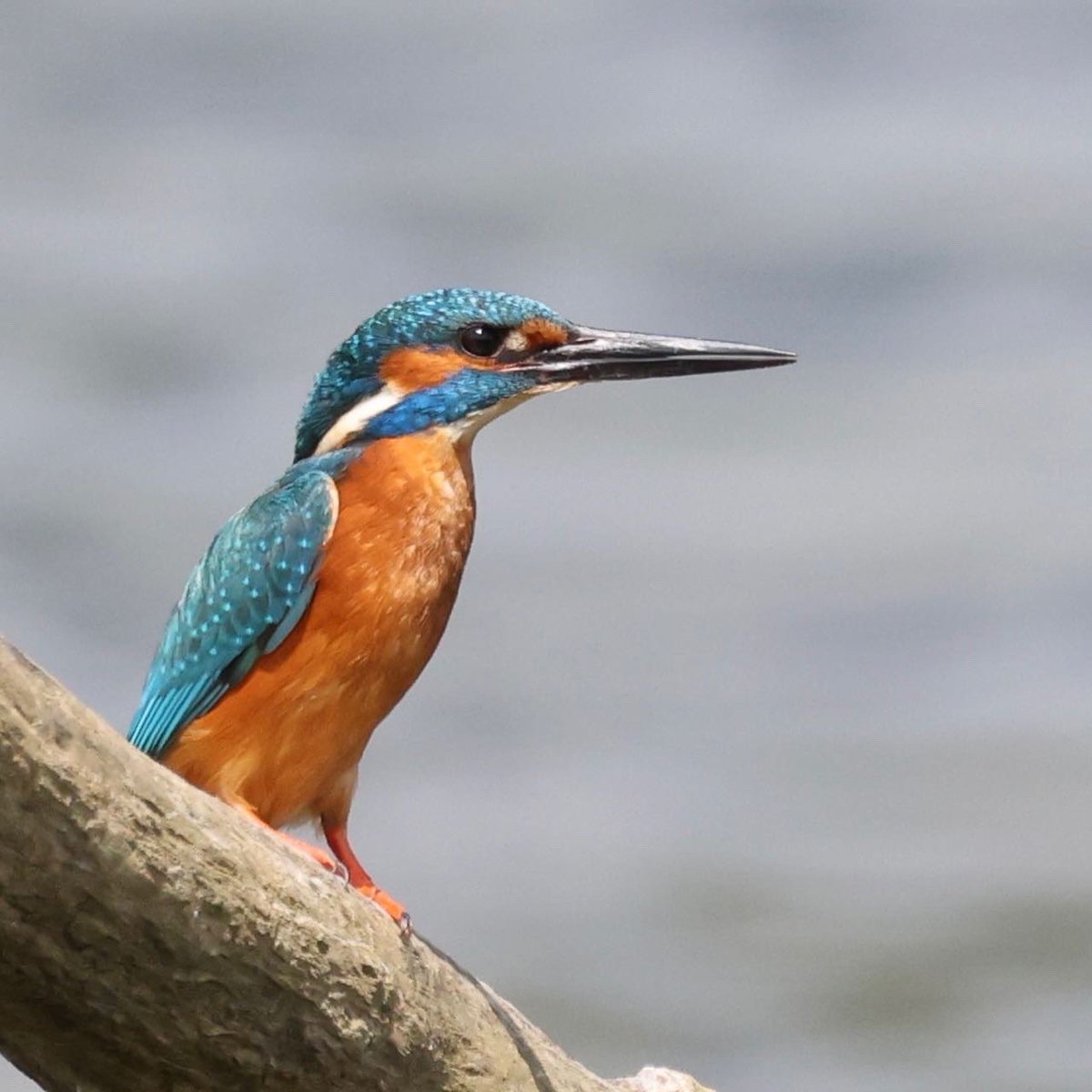 Steve Backshall tweet media