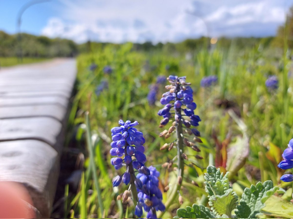 Hell_arred's tweet photo. I'll digress a little from the topic to show the beauty. Sometimes it is useful to accumulate inspiration for new works.

#may #spring #Flowers #Moscow https://t.co/GWY380bcDV