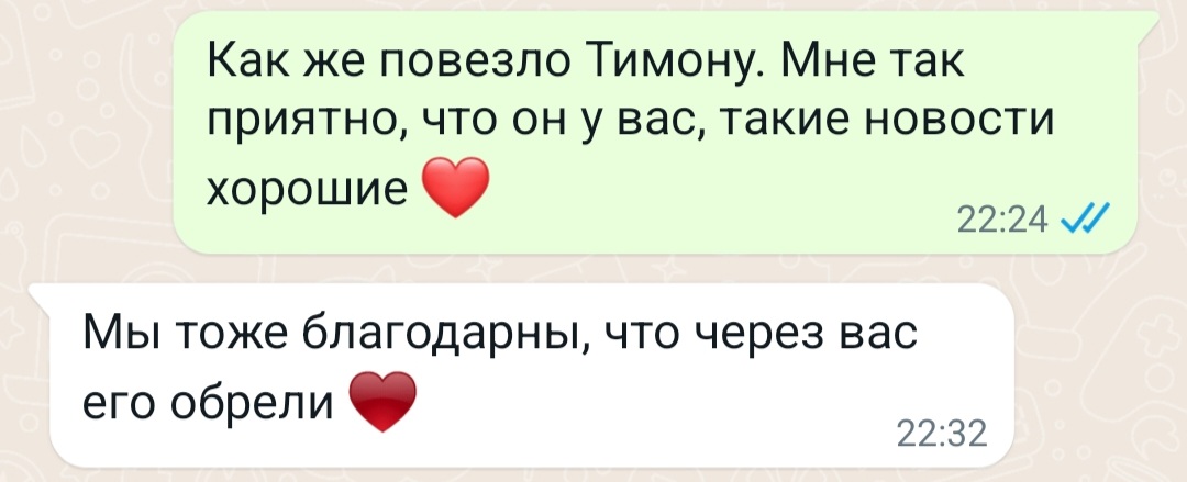 prosto_lycu's tweet image. 18. Тимон. Тимон истошно орал в нашем подъезде. Я вышла покормить орущее животное, а он запрыгнул мне в руки. Ну и всё. Забрали, кастрировали, привили. Я случайно нашла проект Доброхвост - выставка для бездомных животных. Там я его и отдала в хорошие руки. Тимона очень любят