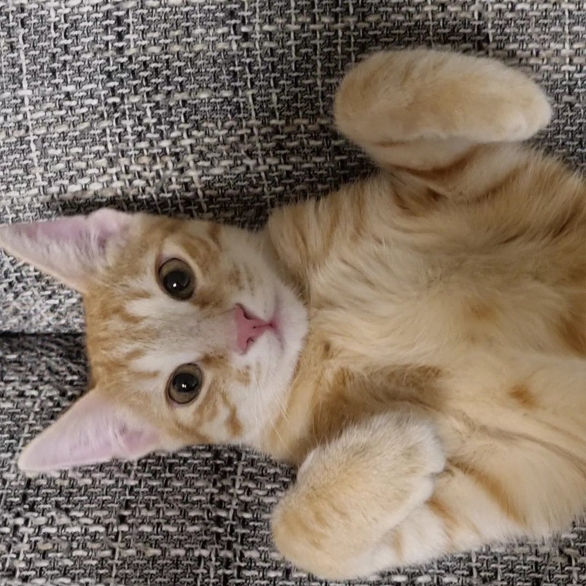 prosto_lycu's tweet image. 18. Тимон. Тимон истошно орал в нашем подъезде. Я вышла покормить орущее животное, а он запрыгнул мне в руки. Ну и всё. Забрали, кастрировали, привили. Я случайно нашла проект Доброхвост - выставка для бездомных животных. Там я его и отдала в хорошие руки. Тимона очень любят