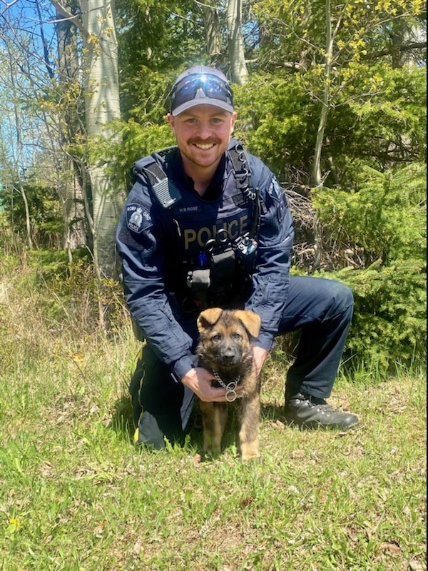 RCMPNL's tweet photo. #RCMPNL is pleased to introduce ten-week-old Potential Police Service Dog Rico, who is training with Cst. Braedon Rose and will be based out of the Bay St. George RCMP Detachment for the next year.  This pup has much to learn and we wish him all the best! #YouveGotPotential https://t.co/xNCMBV0ybv