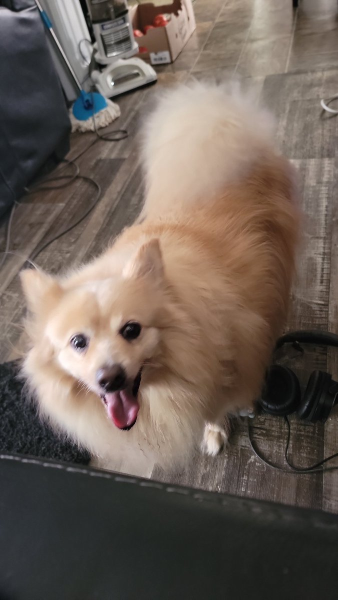 Eric19755's tweet photo. @pulte Pulte please my doggie is burning up we need air conditioner our central air went out on us https://t.co/6Eye3WVlsF