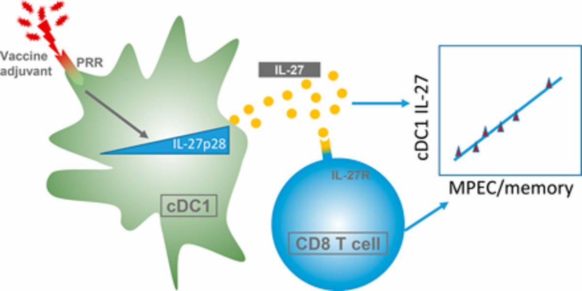 J_Immunol's tweet photo. #ICYMI from #AAI2022 @ImmunologyAAI Distinguished Service Award recipient @KedlRoss @CUMedicalSchool | #cDC1 #IL27 p28 Production Predicts #Vaccine-Elicited CD8 #TCellMemory and Protective Immunity |#ReadTheJI #immunology https://t.co/FUhoyPU5cD https://t.co/sTDZbzfx9D