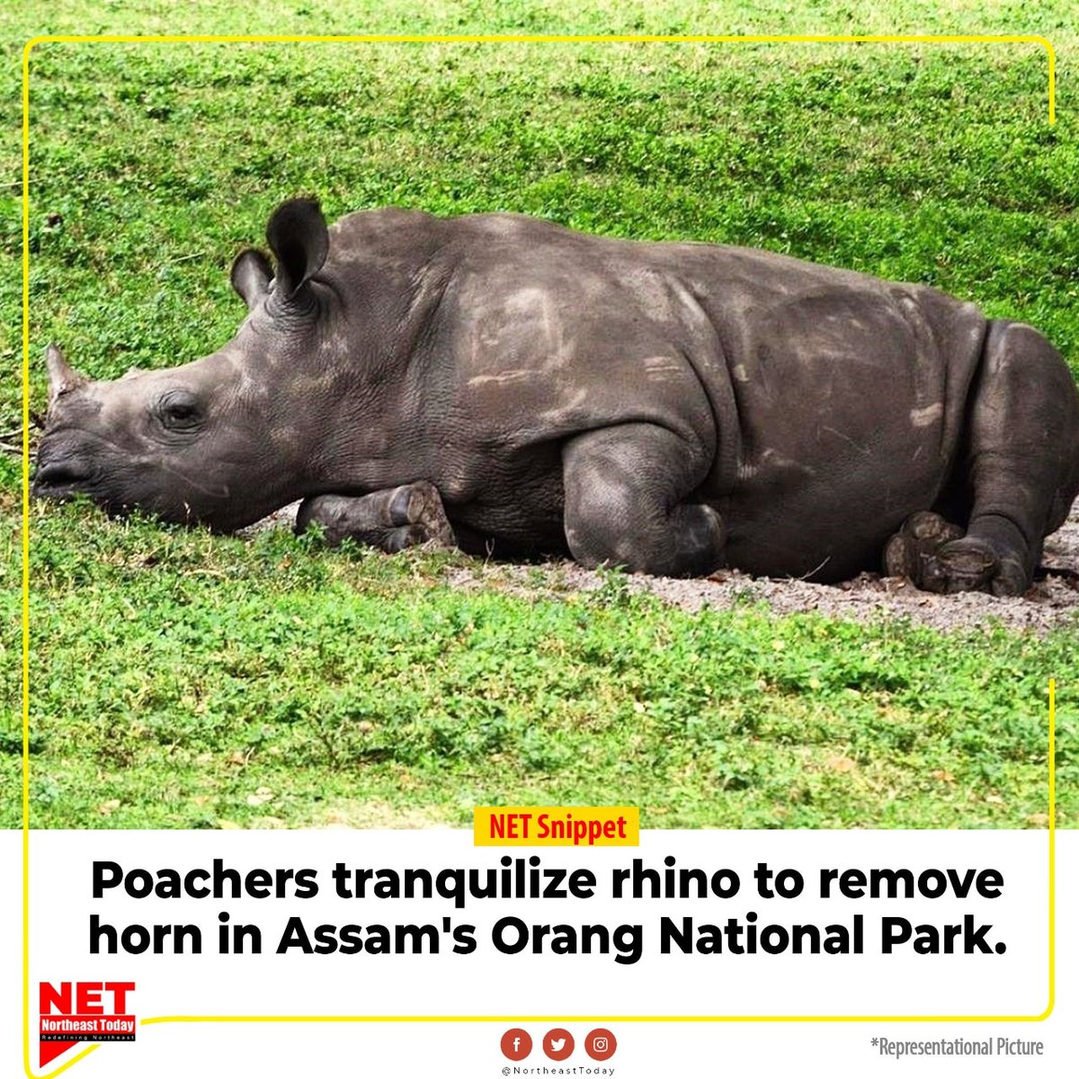NortheastToday's tweet photo. #Assam | Assam forest department has faced a new challenge to protect one horned Rhinoceros in the state after a case of poacher using tranquillizers to remove rhino horn has come to light in Assam’s Orang National Park on Monday.

#Rhino #tranquilize #poaching #Orangnationalpark https://t.co/cpxvORbNaR