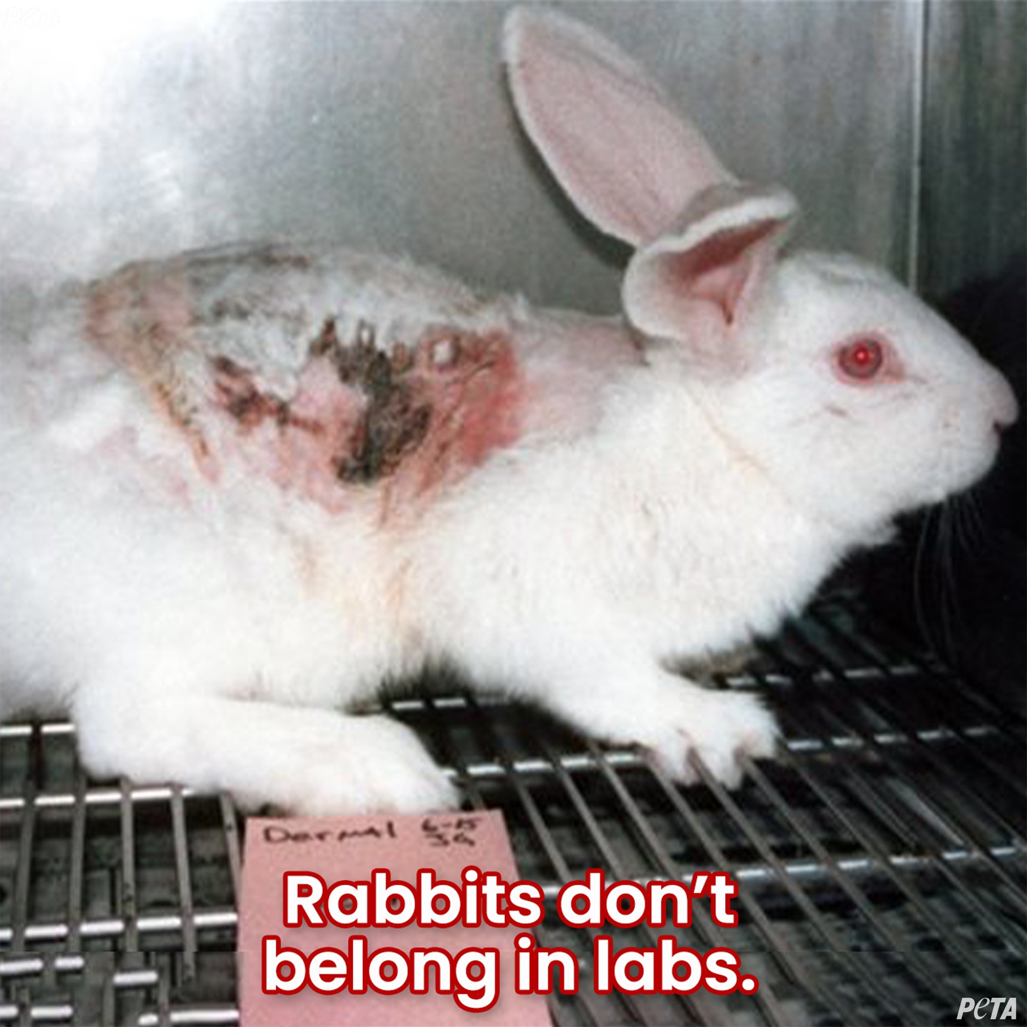 PETA on Twitter: PETA on Twitter: