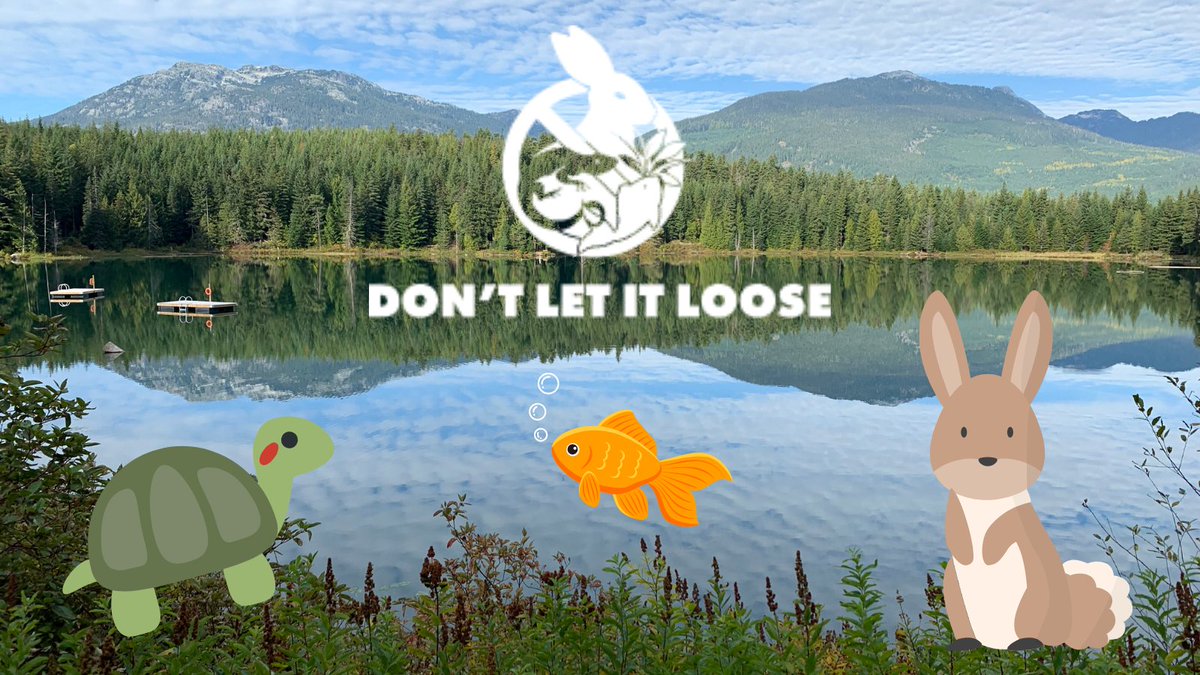 SSinvasives's tweet photo. For the health of your pet, and the safety of our native wildlife, it’s never okay to release animals. They can become an invasive species that native wildlife may not have the defenses to compete against.

Learn more: https://t.co/hIJHGasE8f

🐠🌿🐇🌱🐢 https://t.co/r58Lc0UdBt
