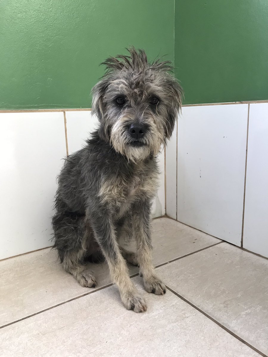 caogonhal's tweet photo. Congonhal/MG

Esse mocinho lindo, super dócil e amoroso foi abandonado e estamos a procura de uma boa família pra ele. Aproximadamente 1 ano, porte médio pequeno. Garantimos a castração e vacinação pra quem adota-lo. https://t.co/XK2OLpxRkb