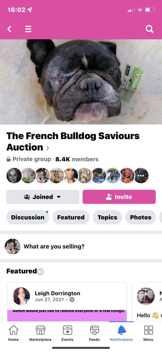 Cherylina's tweet photo. Please share wide and far! Every little helps with vet bills which are 10k plus EVERY MONTH to help these Hungarian babies survive after the horrible life they have been rescued from. Please help. Thank you 😊 #FrenchBulldogSaviours #AdoptDontShop #Charity #Facebook https://t.co/O4Cu2pgKjy