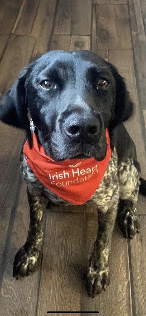 “Kelly” a frequent visitor here at EireMed supporting the <a href="/Irishheart_ie/">Irish Heart Foundation</a> fundraiser Walk 100km with Your Dog in June Challenge 🐕 ❤️
#irishheartfoundation
