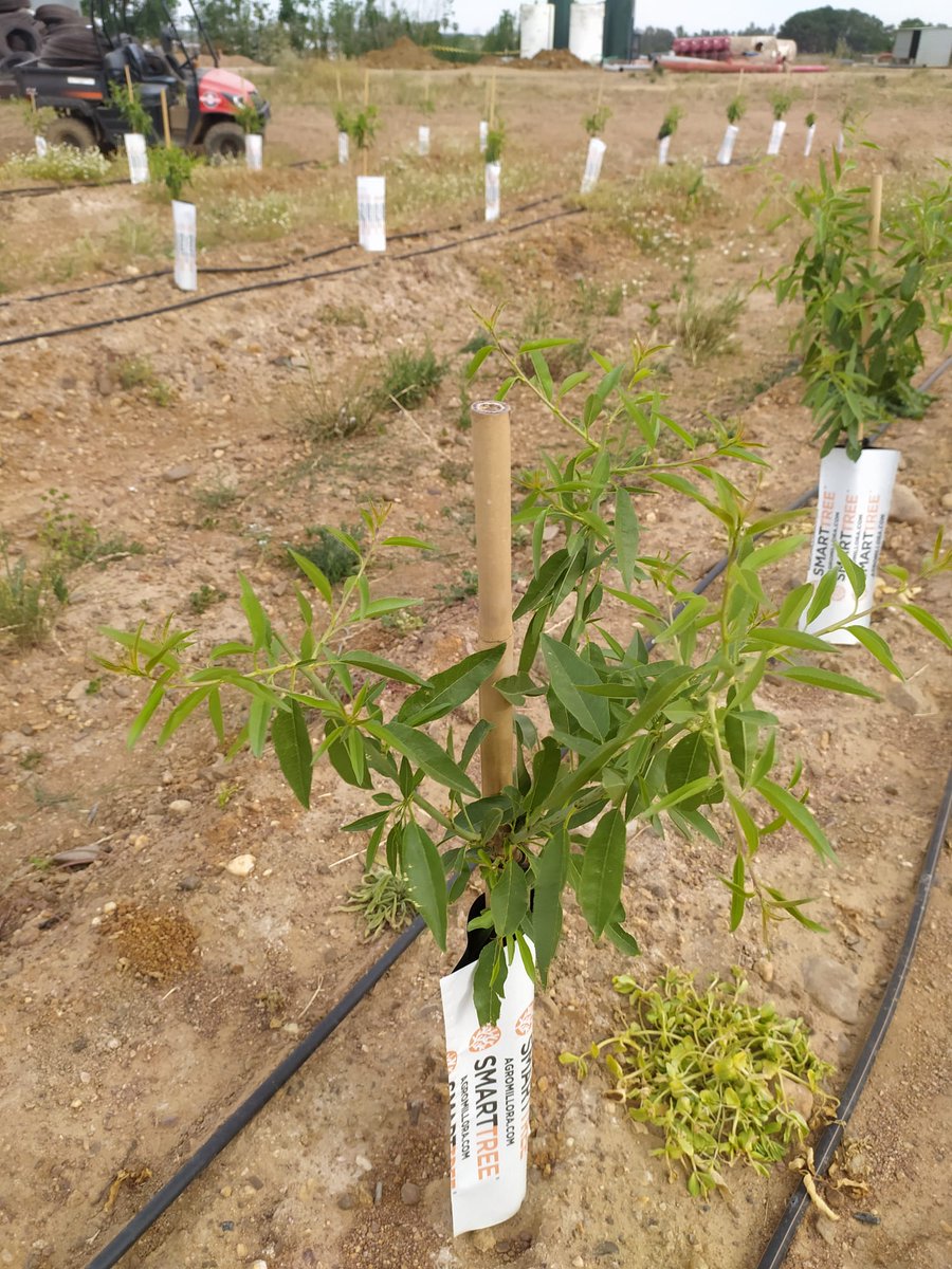 Agromillora_'s tweet photo. Planta a raíz desnuda de viveros #Viversa 🏡

👨‍🌾Plantación de #Almendro en Seto del grupo #ISFA 

🌿 Variedad #Avijor sobre el Portainjerto 🌱 #Rootpac20

📍Extremadura https://t.co/PyZ9RMnmuD
