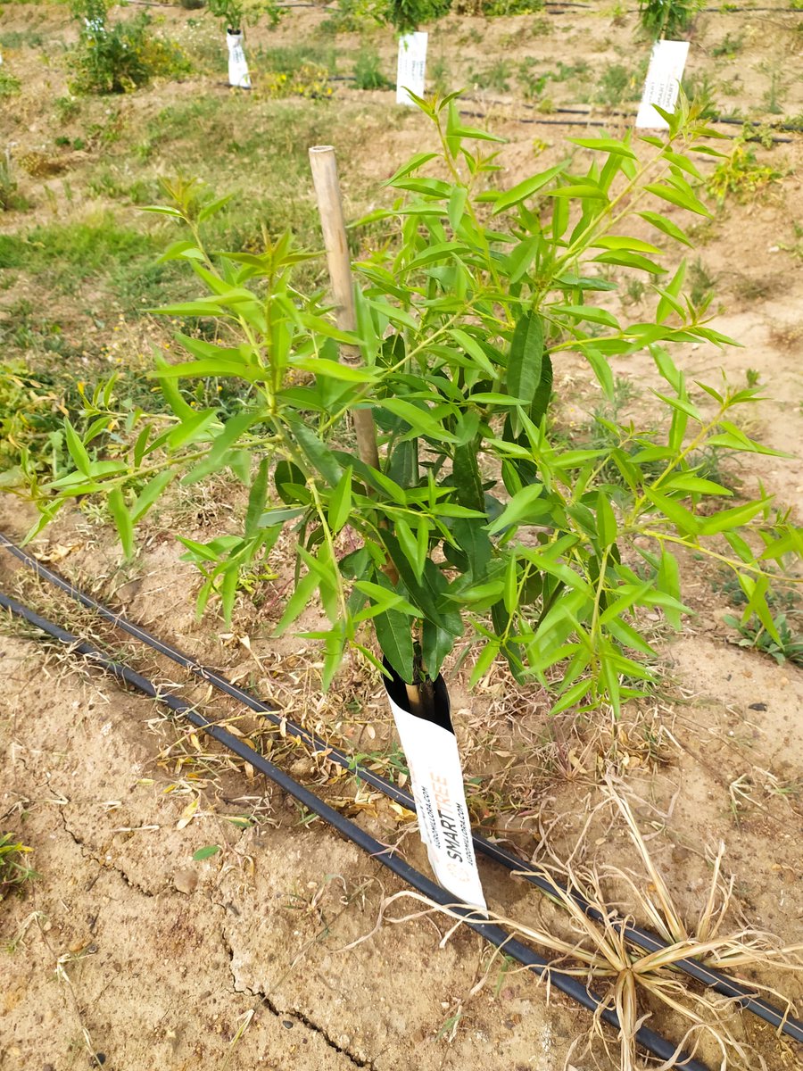 Agromillora_'s tweet photo. Planta a raíz desnuda de viveros #Viversa 🏡

👨‍🌾Plantación de #Almendro en Seto del grupo #ISFA 

🌿 Variedad #Avijor sobre el Portainjerto 🌱 #Rootpac20

📍Extremadura https://t.co/PyZ9RMnmuD