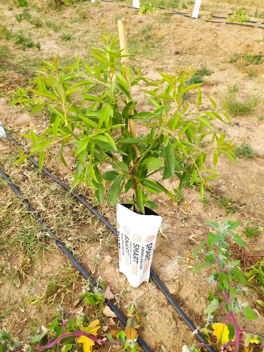 Agromillora_'s tweet photo. Planta a raíz desnuda de viveros #Viversa 🏡

👨‍🌾Plantación de #Almendro en Seto del grupo #ISFA 

🌿 Variedad #Avijor sobre el Portainjerto 🌱 #Rootpac20

📍Extremadura https://t.co/PyZ9RMnmuD