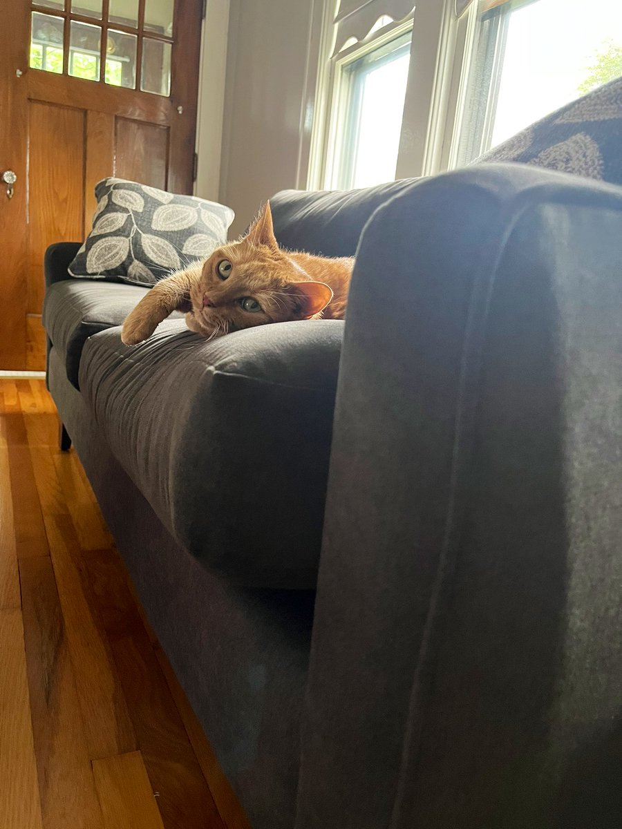Why aren’t you petting me?