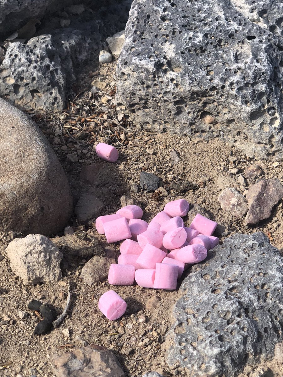 RobGalyen's tweet image. Tis’ the Season, come get ya some, Mr. Rockchuck!  

#VerminControl #DubbleBubble #WorstGumAllTime