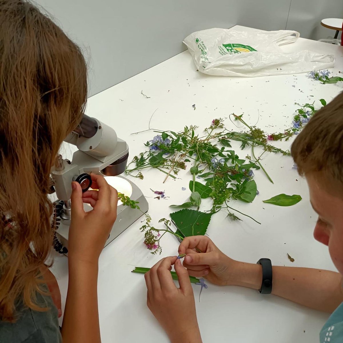 CreixenPovill's tweet photo. 🥼 Els nens i nenes de 5è de primària vam #observar 🧐 amb #lupes binoculars 🔬estomes, estams i pistils de fulles 🌱i flors 🌸
🌍El món de les plantes és fascinant! https://t.co/ILHtiSaUio