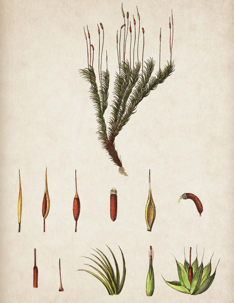 jerald_pinson's tweet photo. #PlantADay 11. Seed-free plants have swimming sperm that make precarious voyages through standing water from one gametophyte to another. The sperm of Pohlia nutans have been shown to live for days in temps above 140 degrees F. #goflag #seedfree #bryophyte #moss https://t.co/fcrY0it9X0