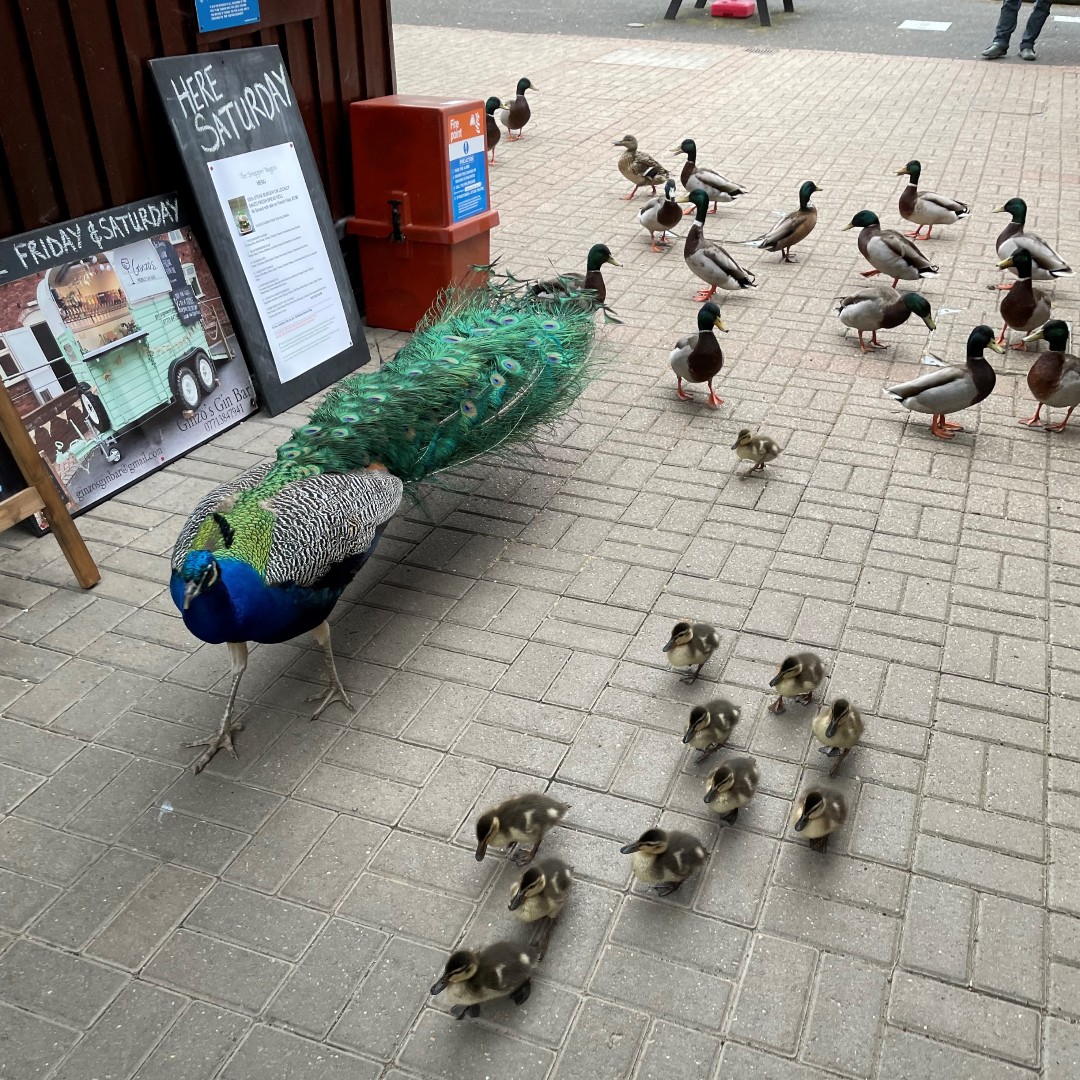 Morris Leisure tweet media