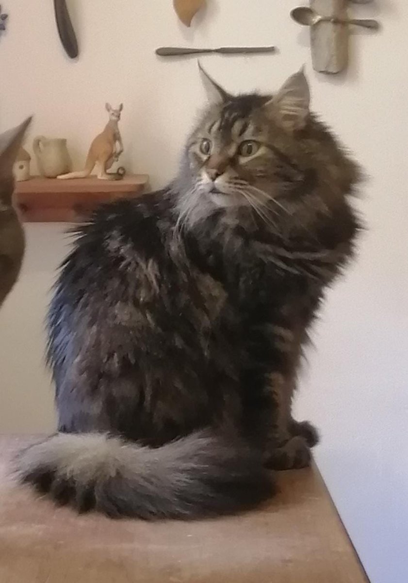 MagosNava's tweet photo. Pancho se saltó de la ventsna de un 2o piso hoy en la mañana (entre 7 y 8am) ya busque alrededor. Hay un eje y mucho trafico. Dos lugares donde puede estar escondido y no creo que salga, si está, hasta en la noche.

Ya estoy poniendo carteles por si alguien lo vio y pudo ayudarlo https://t.co/7h2HaHKH5j