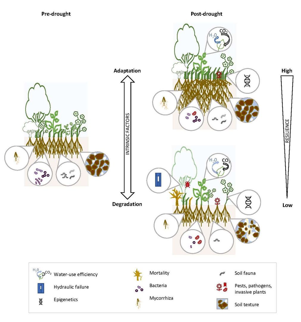 RESEARCH REVIEW
Drought legacies and ecosystem responses to subsequent drought

📰 bit.ly/38mF6Ze